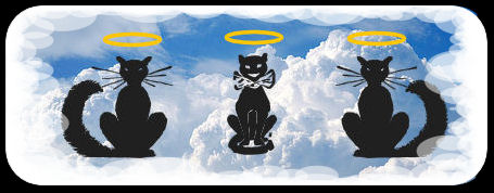 Kitties in heaven