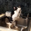 Lola drinks from faucet