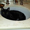 Muffin loves all sinks