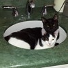 They both love sinks
