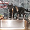 Muffin discovers kitchen sink
