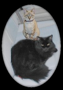 Spooky and Sushi