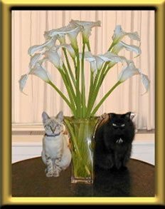 We are New York Kitties