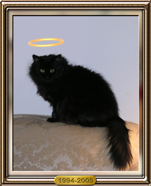 Spooky - sweetest cat in the world