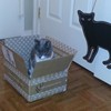 A cat handbag? Tacky!!!!!