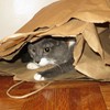 Ah, a shopping bag