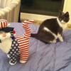 An interloper?