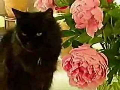 Cats and Peonies