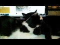 Muffin & Lola - computer aides