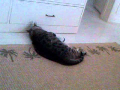 Cat and slipper