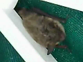 Igor the East Hampton bat