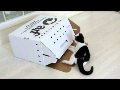 Crazy Kittens