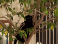 Muffin climbs ficus tree