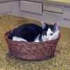 Inspecting baskets