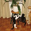 Not afraid of the big cat