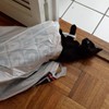 Inspecting grocery bags
