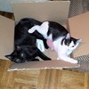 Inspecting boxes