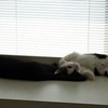 window dressing