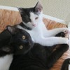 Kittens closeup