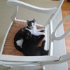 The kittens on a chair