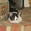 Lola's new home - on fireplacel
