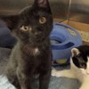 Muffin & Lola at ARF waiting to be adopted