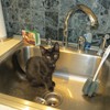 Muffin in kitchen sink