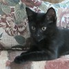 Muffin's new home - on fireplace