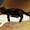 Muffin claims his sister
