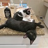 Helping with chores in kitchen