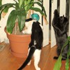 Inspecting plants