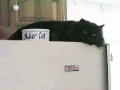 Mouser Extraordinaire!