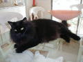 Cooling off on the glass table