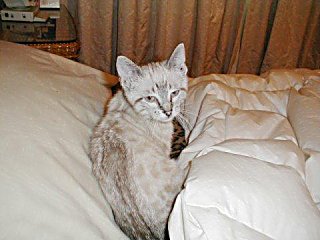 Hmmm - what shall I do today?