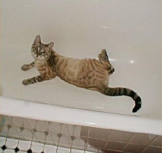 This is really dumb - a bathtub!