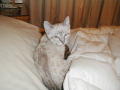 Hmmm - what shall I do today?